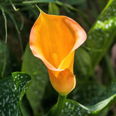 Orange calla lily cultural